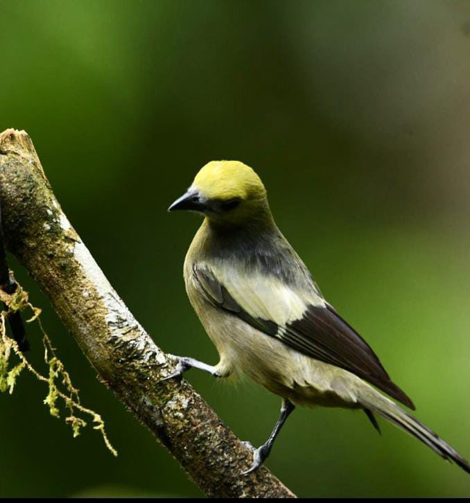 El Renacer de las Aves
