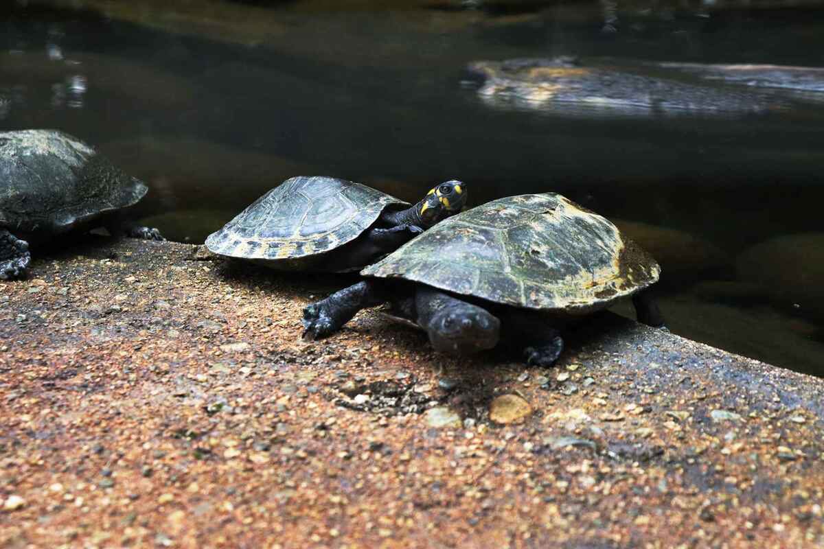 Zoológico El Arca
